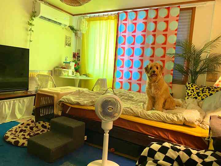 黄色とパステル調の寝室、可愛い犬がベッドの上に座っている雰囲気のあるインテリア