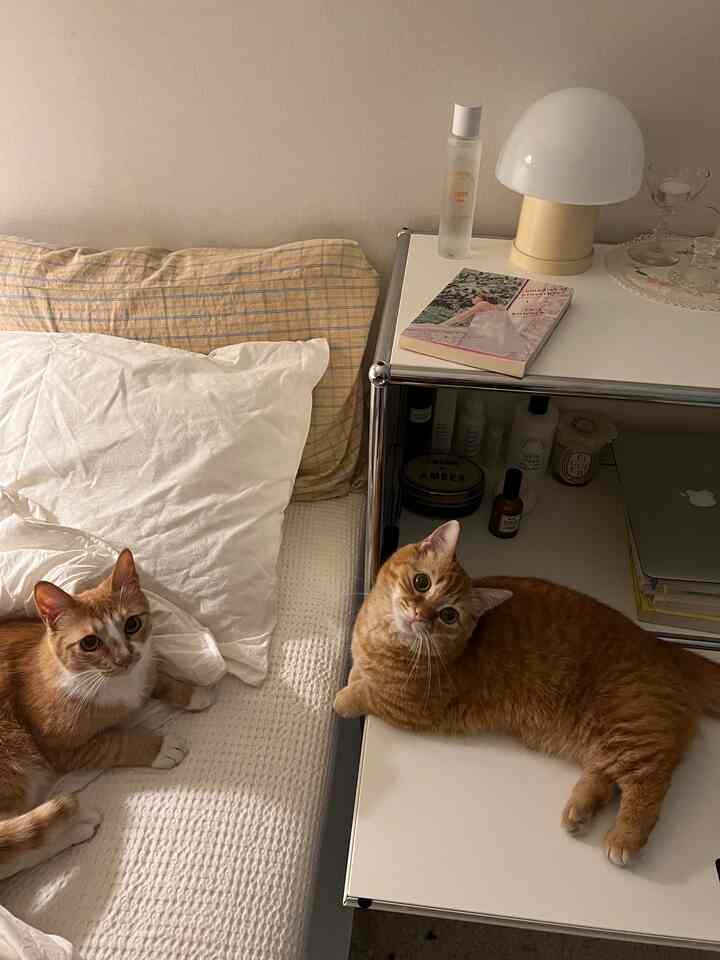 White and yellow toned bedroom featuring a bed and two ginger cats, creating a cozy atmosphere