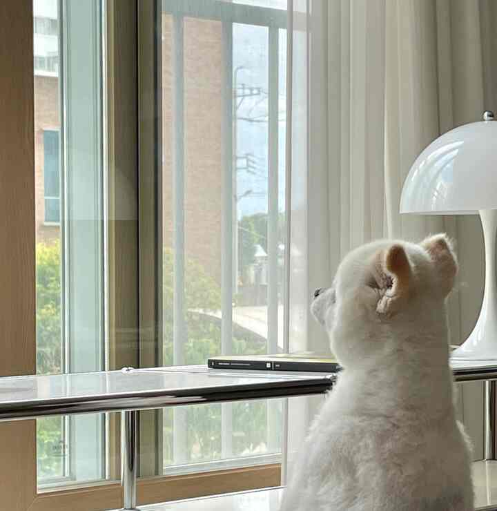 Bright entrance area in white and wood tones featuring a dog gazing out the window, creating a cozy and natural atmosphere