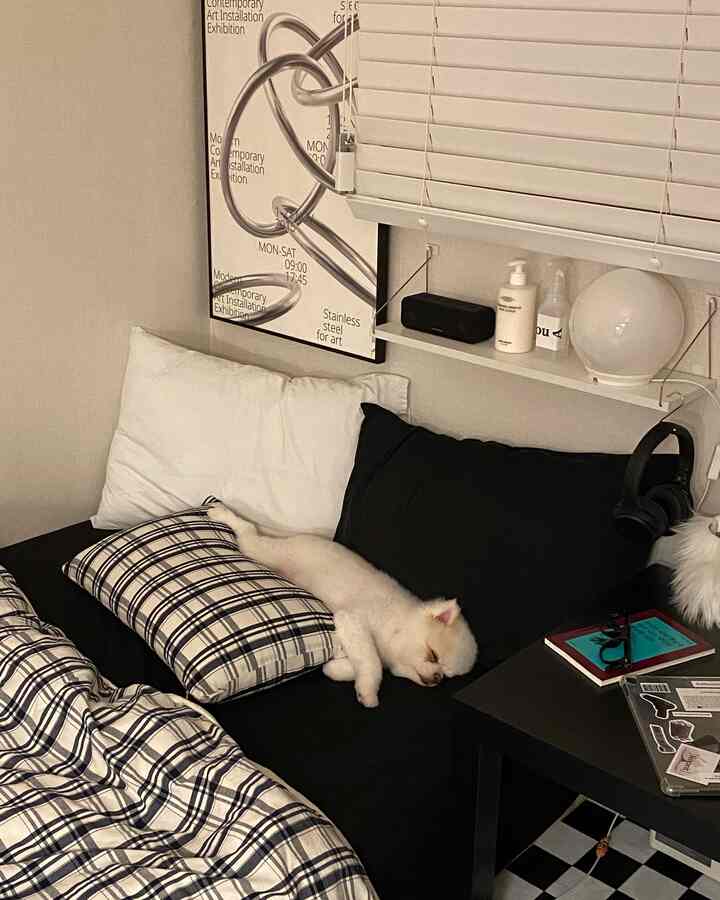 ブラックとホワイトのトーンの寝室、チェック柄の掛け布団カバーとクッション、ソファでくつろぐ犬のいる雰囲気のあるインテリア