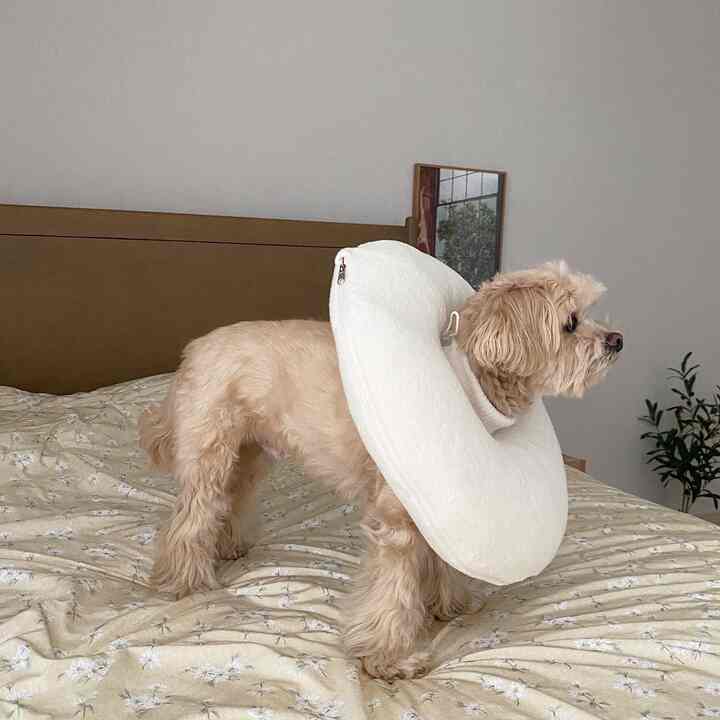 ベージュの色調の寝室、花柄の掛け布団カバーの上で保護用カラーをつけた小さな犬