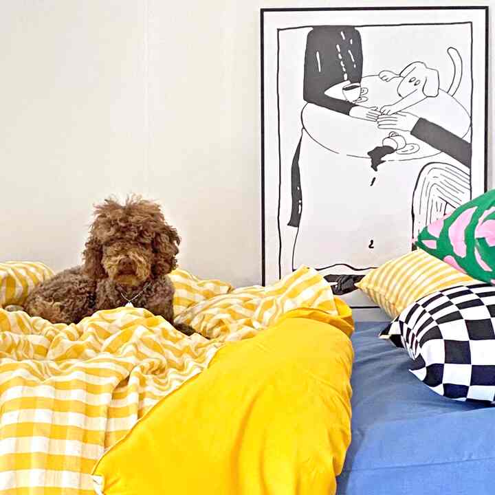 Bright yellow bedding and checkered cushions in a cozy bedroom with a dog, creating a cheerful guest room atmosphere