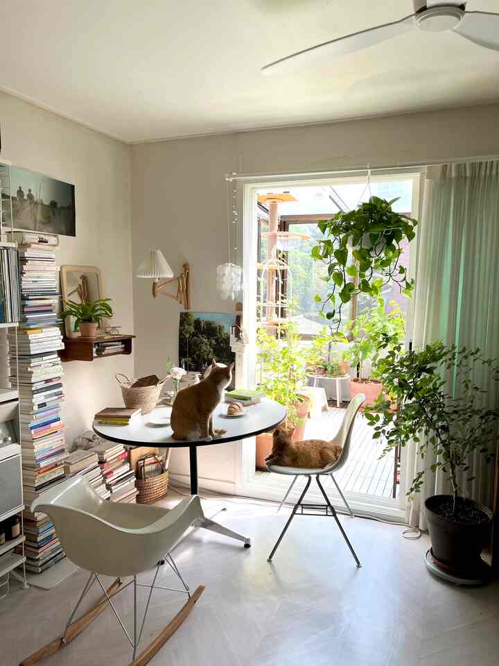 White-toned living and dining area featuring a dining table, chairs, hanging plants, and two cats in a bright natural light-filled cozy room