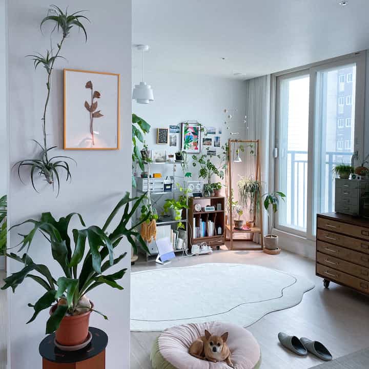 White-toned living room featuring a large central rug and abundant plants in a natural modern style, with a dog comfortably resting on a cushion