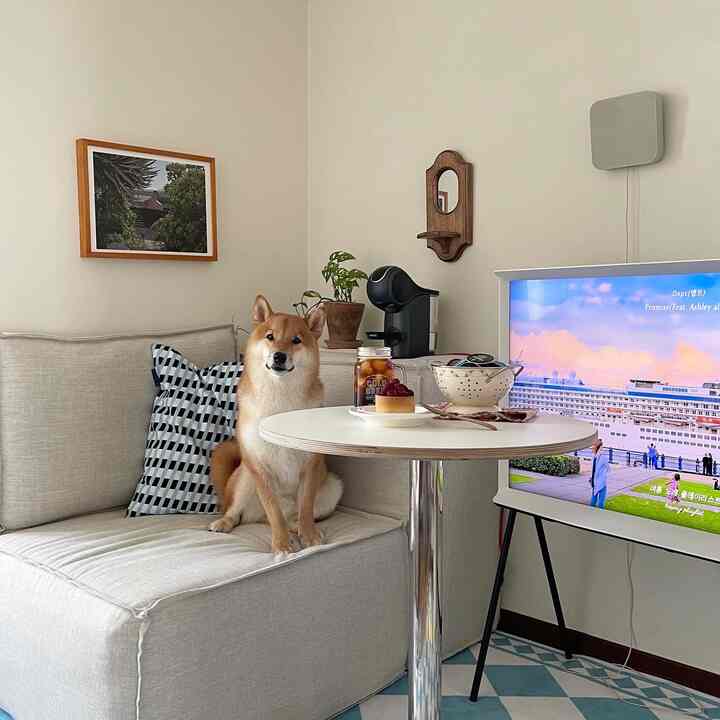 White and beige toned living room with a modern sofa, round table, and a dog creating a cozy home cafe atmosphere