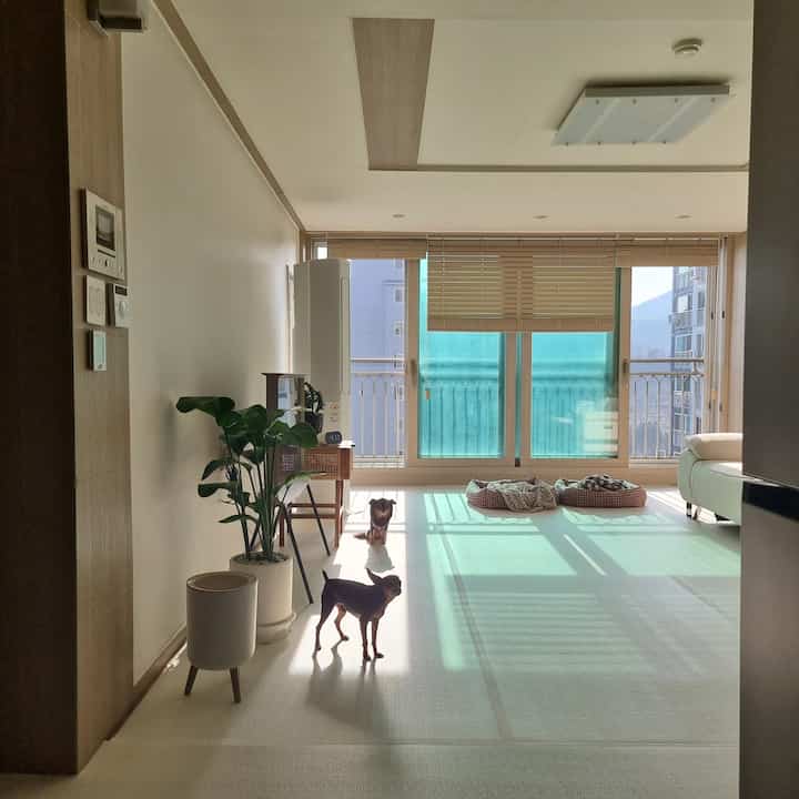 ホワイトと木目調が調和したバルコニーのあるリビング、2匹の犬とペットベッドが配置された自然なモダンなインテリア空間