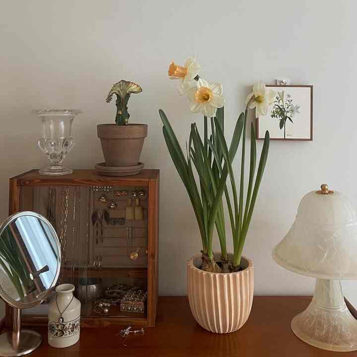 White walls and wood tone bedroom featuring central yellow daffodil plant, vanity mirror, and vintage decor items creating a cozy atmosphere