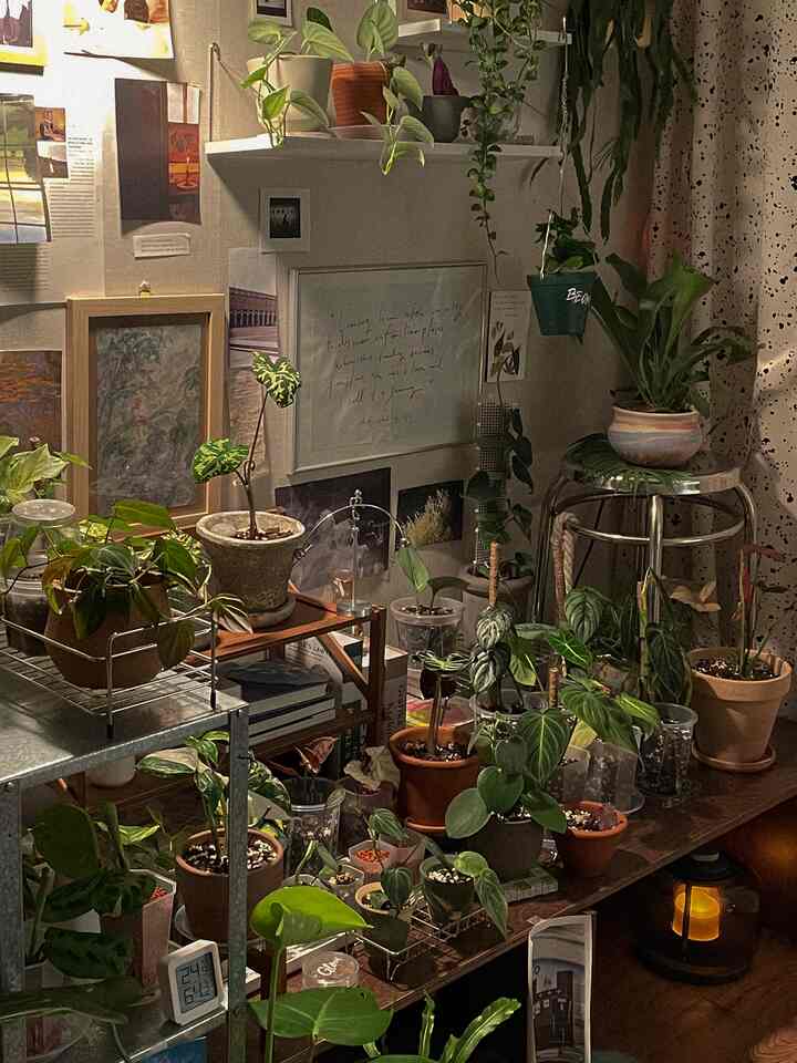 Cozy studio apartment space in warm natural tones, featuring an array of potted plants and green foliage artfully arranged