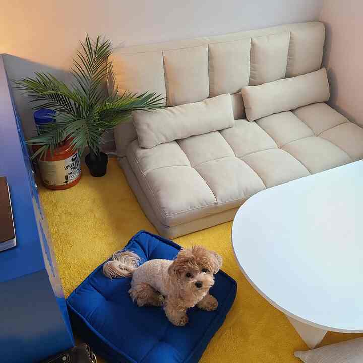 黄色いラグとアイボリーのソファベッド、青いクッションの上に犬がいる居心地の良いリビングルーム