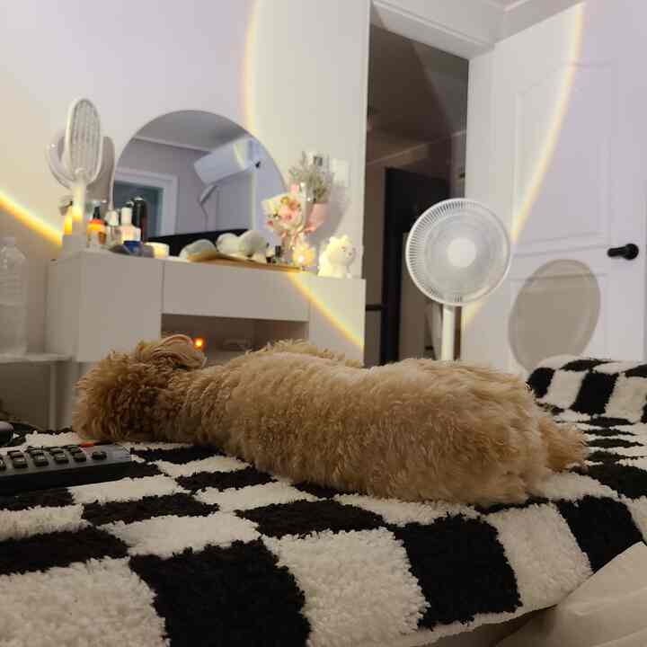 Bedroom with black and white checkerboard bedding, a dog lying on the bed, and a vanity with a standing fan creating a cozy atmosphere