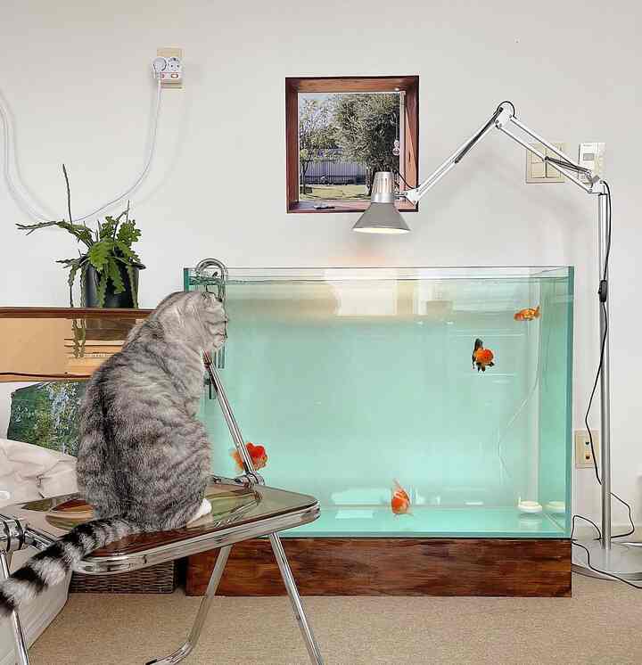 Transparent aquarium and cat in a studio apartment featuring vintage and natural tones with cozy interior