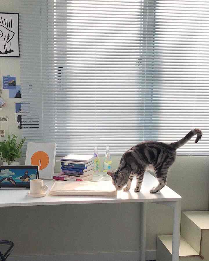 Bright white-toned home office space featuring a clean desk with a cat and large blinds covering the window