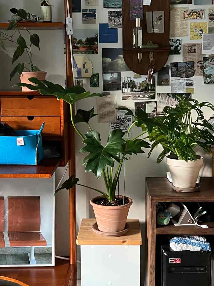 Natural brown and beige tone space featuring wooden shelves, wall cabinet, and lush green plants creating a warm atmosphere