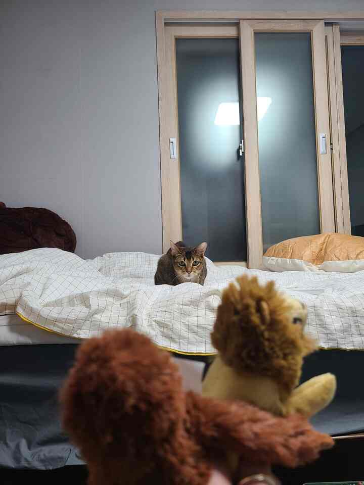 Natural-tone bedroom featuring a cat sitting on a bed centered with brown and white bedding, creating a cozy atmosphere