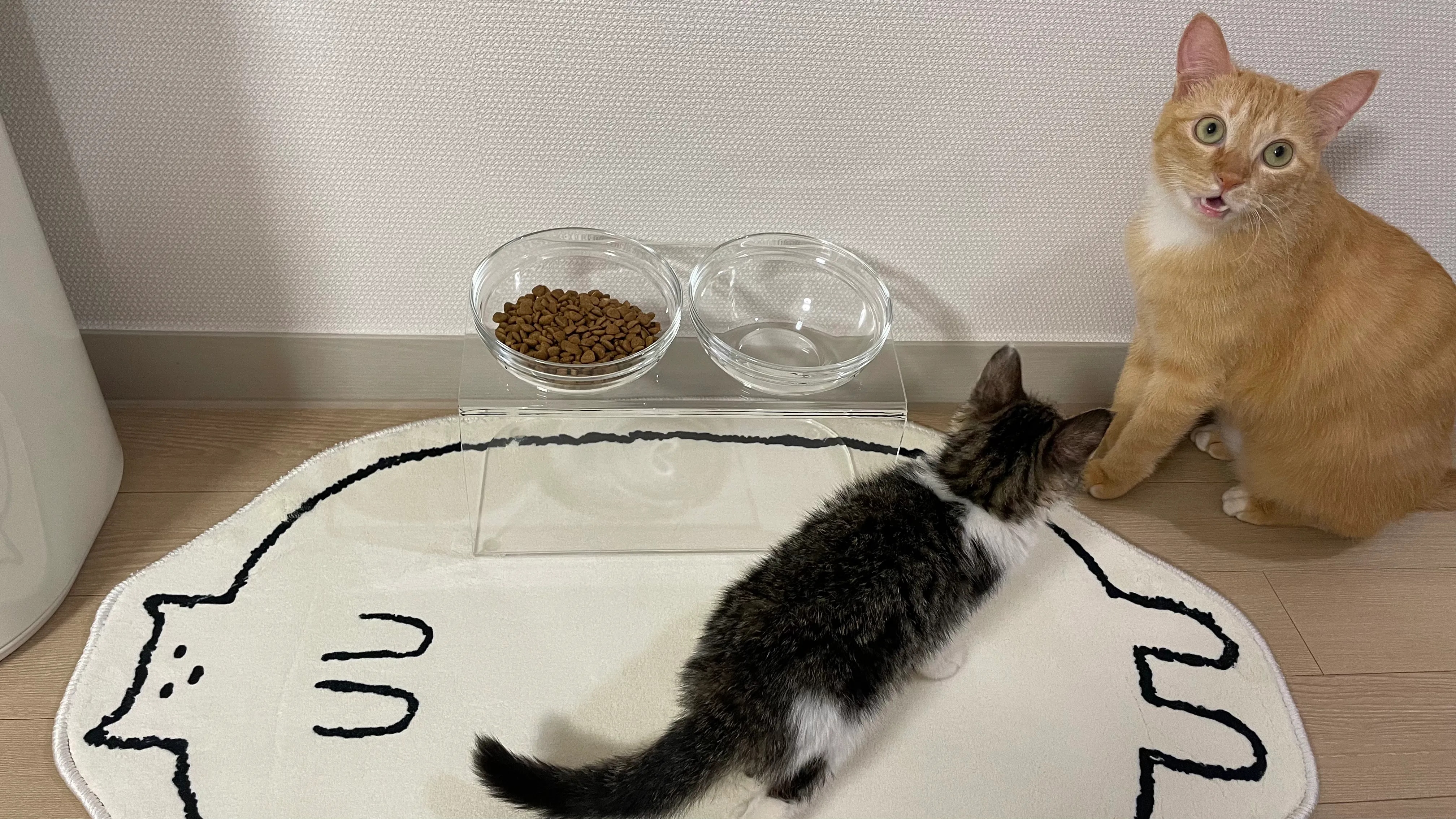 Chubby Cat Mat user photo