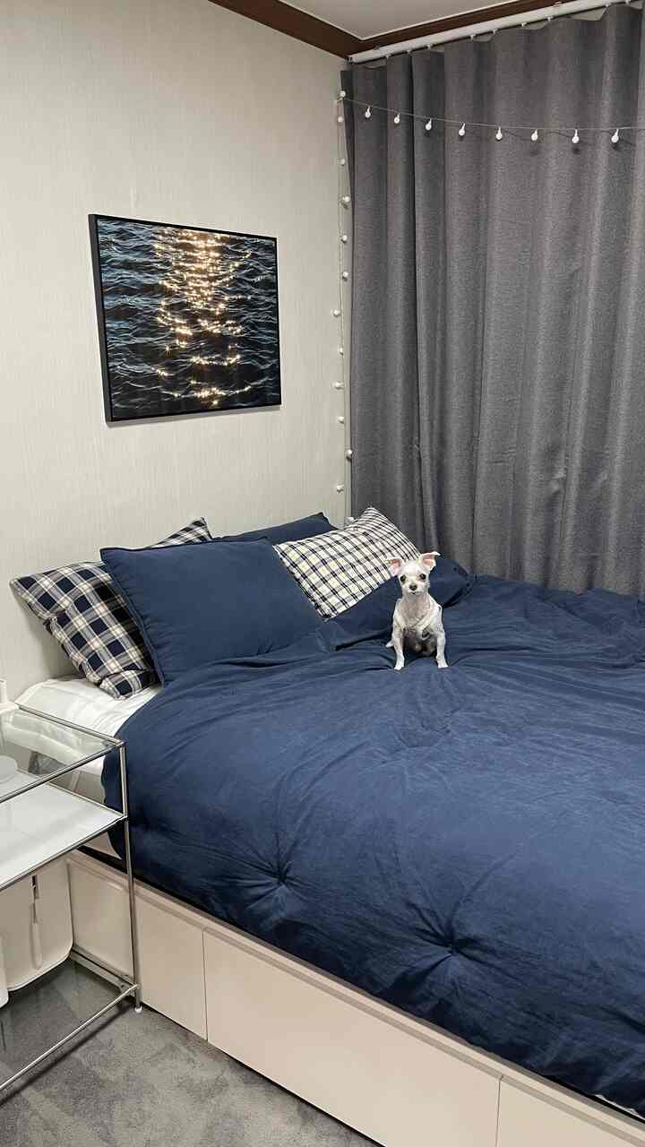 Cozy bedroom with navy bedding and gray blackout curtains, featuring a small dog sitting on the bed