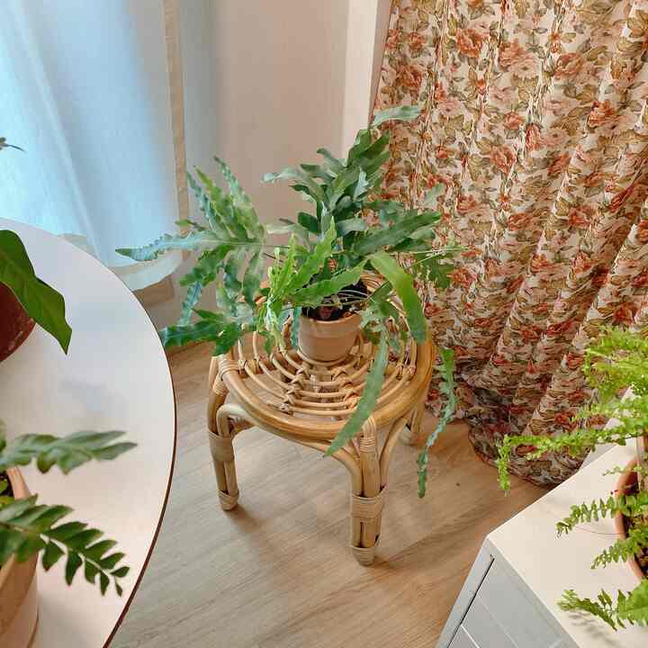 A cozy study space with white background, wood-tone flooring, and a lush Blue Star fern on a rattan stool
