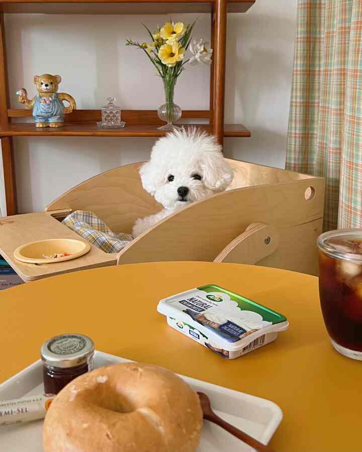 黄色のテーブルと木目調の棚、犬用ダイニングチェアに座る白いプードルとチェック柄のカーテンがある温かみのある空間