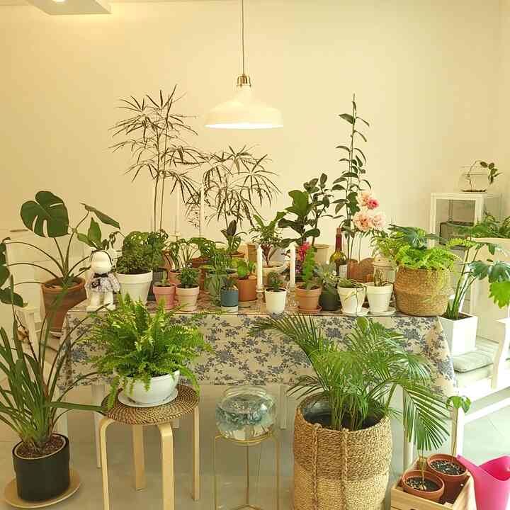 Hello😄
This is Bindal🌙.

I like mountains more than the sea~
When I see green, I feel good and comfortable, and it gives me a comforting feeling.
That's why I have plants all over the house.

Since I moved into my house in December last year, the garden is also full of plants and flowers^^

It's not all of them, but I gathered the plants and took a family photo, and I realized for the first time that there were this manyㅋ

They're so pretty when they're all gathered in one place.