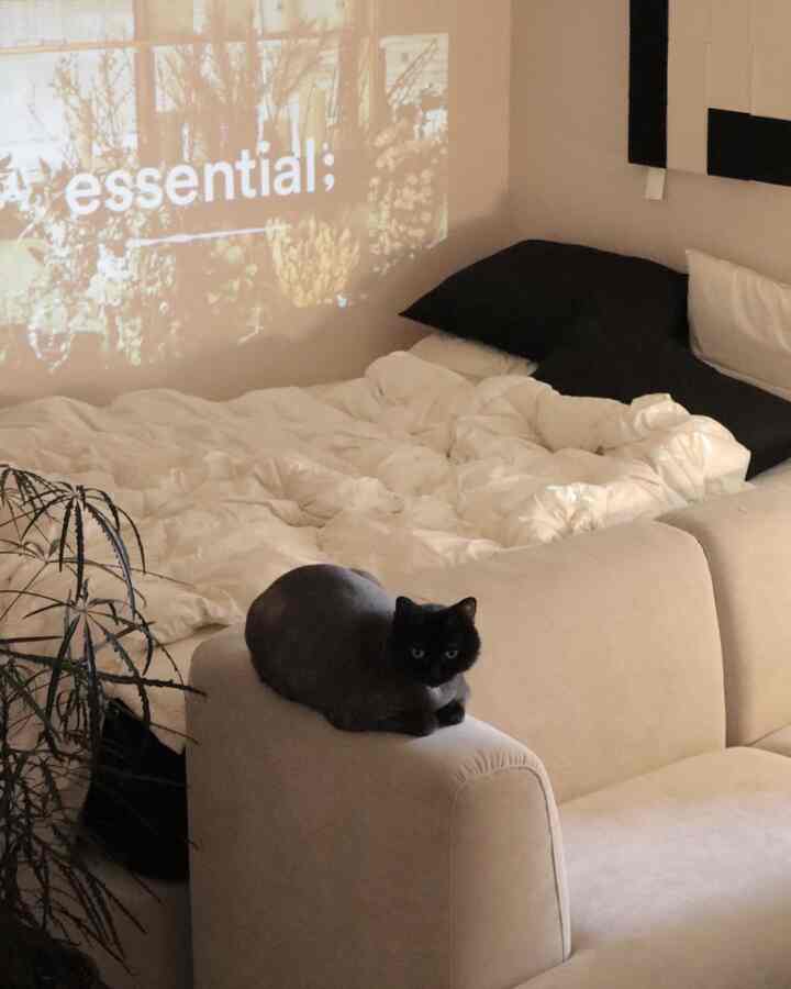 白とナチュラルカラーのリビングルーム、クリーム色のソファの上に黒い猫が座り、白いベッドリネンが柔らかな雰囲気を演出するインテリア