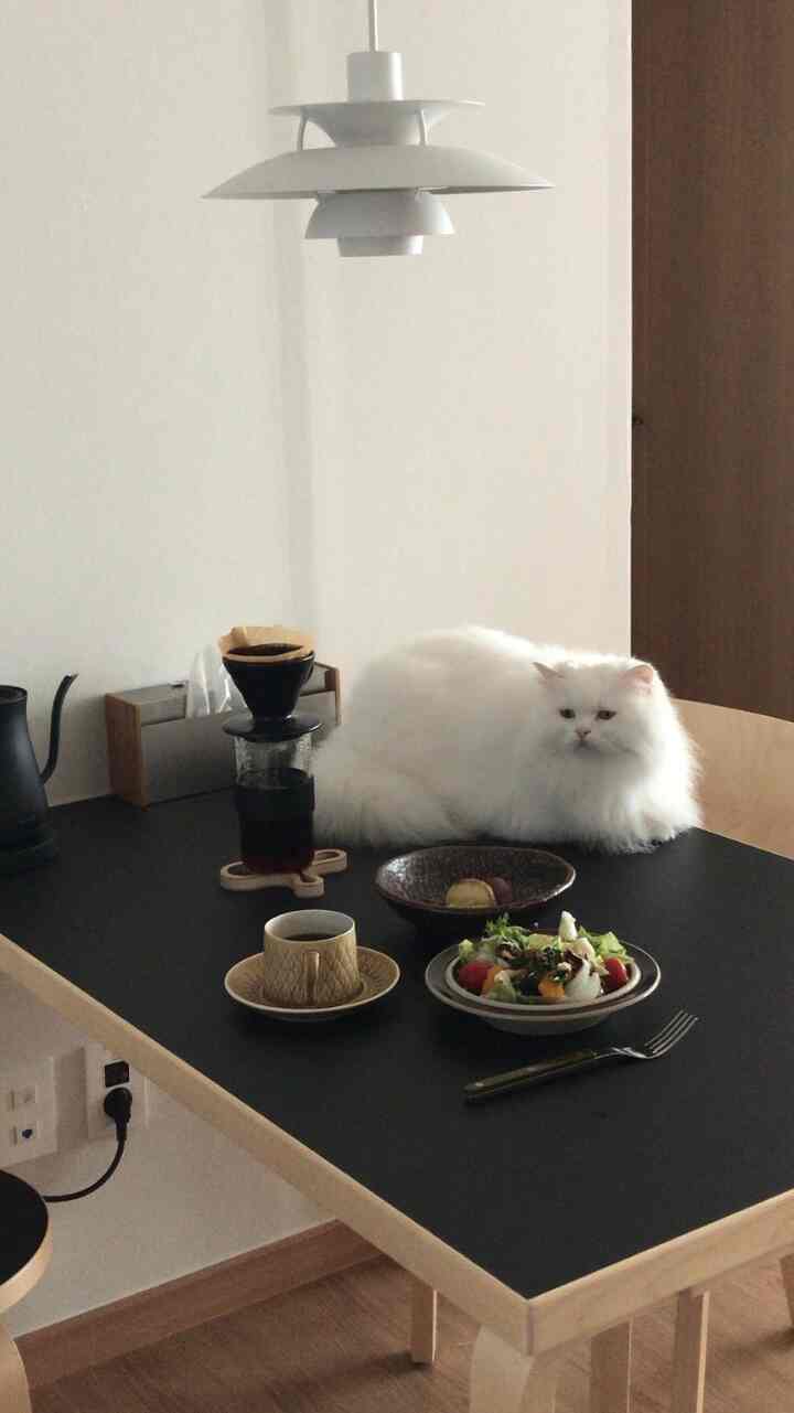 Natural color and black kitchen space featuring dining table with coffee, salad, and a white cat seated comfortably, evoking a simple atmosphere