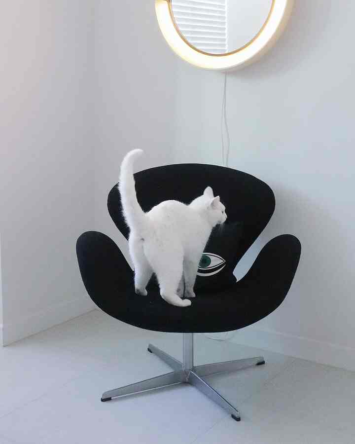 A modern study with white walls and floor featuring a black Swan Chair occupied by a white cat