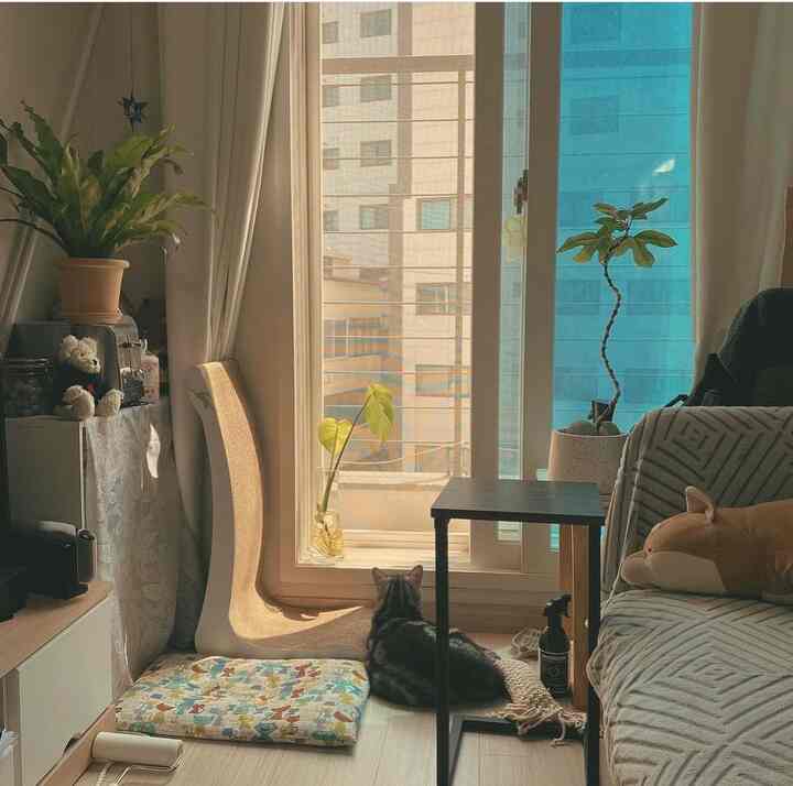 Warm beige-toned living room featuring a cat by the window and various plants creating a cozy atmosphere