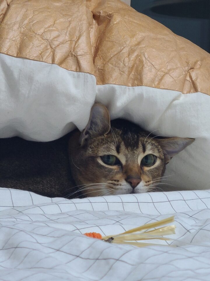 short form carousel card thumbnail