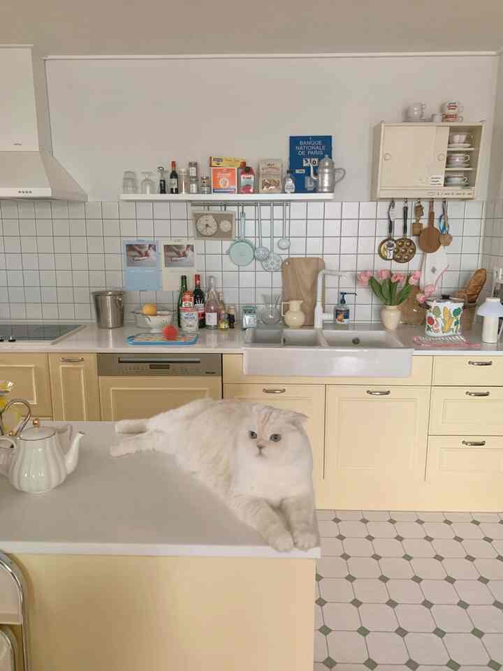 Bright butter and ivory-toned kitchen featuring a cozy island counter with a cat resting comfortably on it