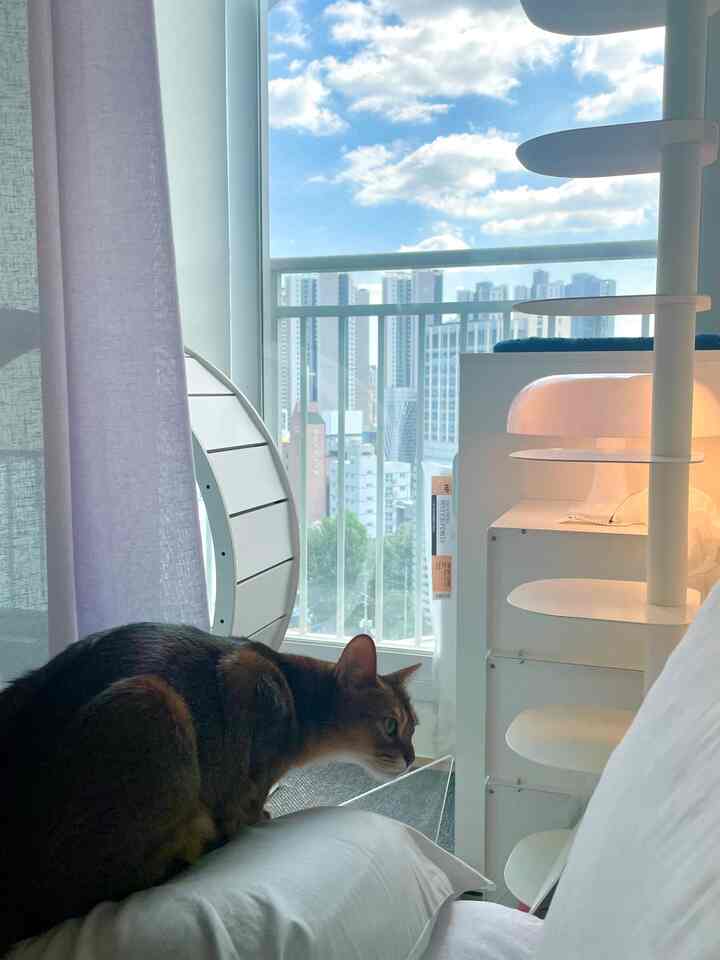 Modern bedroom in white tones featuring a cat tower and a brown cat by the veranda with bright blue skies outside