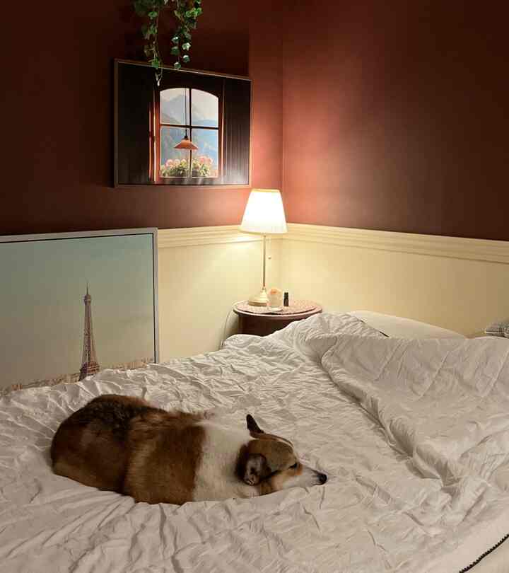 暖かいブラウンの壁と白い掛け布団の寝室、ベッドの上に犬が休んでおり、ナイトテーブルと額縁が配置された落ち着いた空間