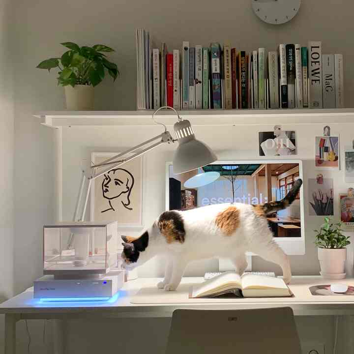 White-toned home office space featuring a desk with a cat, open book, and plants, creating a clean interior
