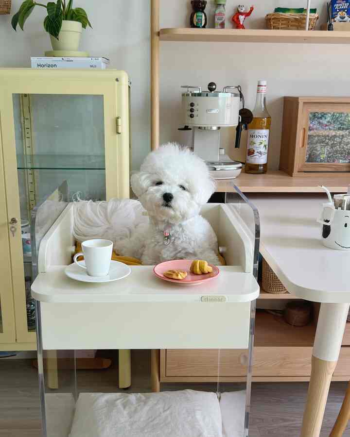 ホワイトとベージュの色調のキッチンスペース、中央に白い犬が座る透明なアクリルトレイテーブルとコーヒーマシンが配置された雰囲気のあるおうちカフェ