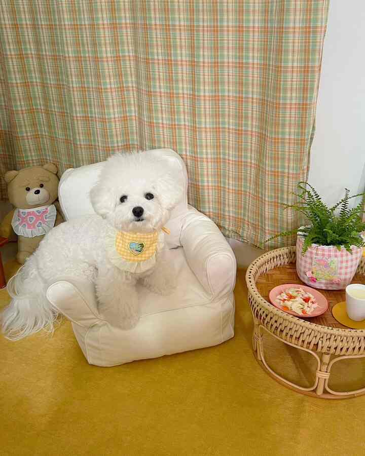 Yellow rug and natural rattan stool with a white mini sofa featuring a dog, set against plaid curtains in a cozy pet-friendly room
