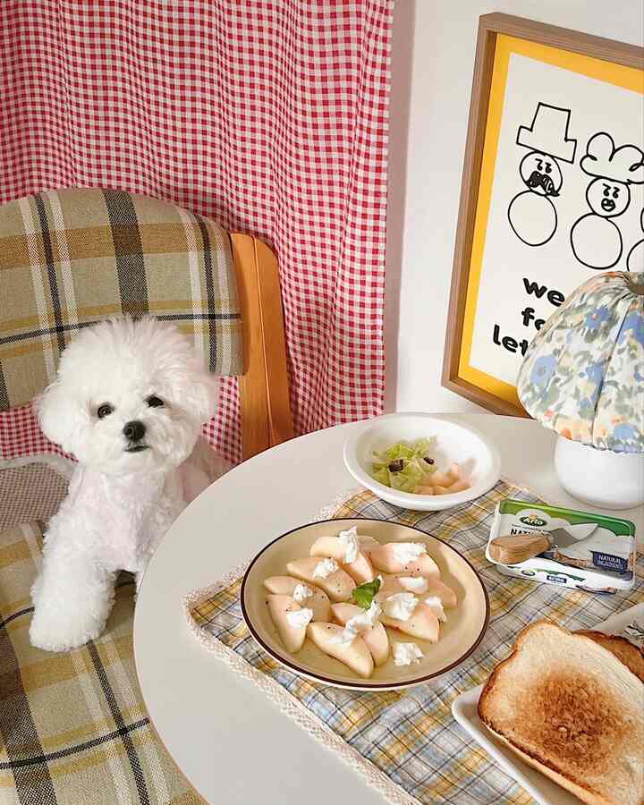 A cozy kitchen space in white and brown tones featuring a small dining table, checkered curtain, and a white dog seated on a chair