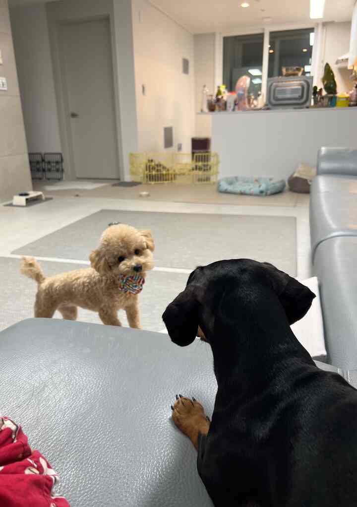 明るいグレーとナチュラルトーンのリビング、ペットステップやペットマット、安全フェンスが配置されたペットに優しいインテリア