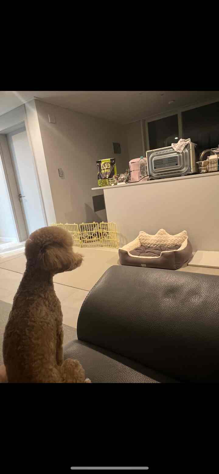 柔らかな黄色の照明が灯るナチュラルカラーのリビング、グレーのソファ前に座る茶色のプードルとキッチンカウンター近くのペットベッドが配置された雰囲気のある空間