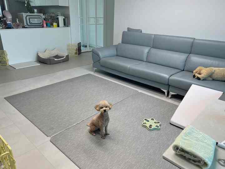 グレーのソファとペットベッド、ペットのおもちゃが配置された清潔感のあるグレー調リビング