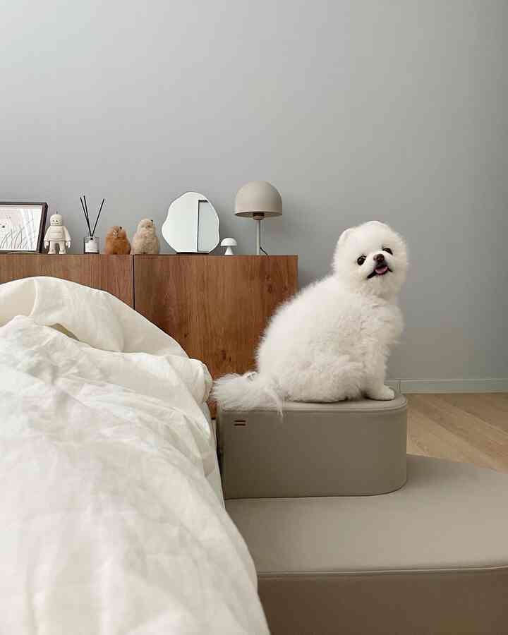 Natural and modern bedroom featuring a beige pet step with a white dog sitting and wood cabinet, creating a cozy atmosphere
