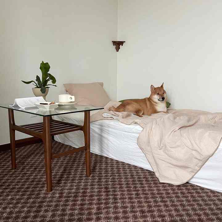 Brown-toned rug covers the bedroom space with white bedding and a dog comfortably lying, creating a cozy interior atmosphere