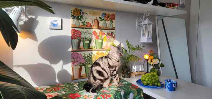 白い壁と自然の要素があるリビング、中央に座る猫と華やかな花柄のテーブルクロスが調和した雰囲気のあるインテリア