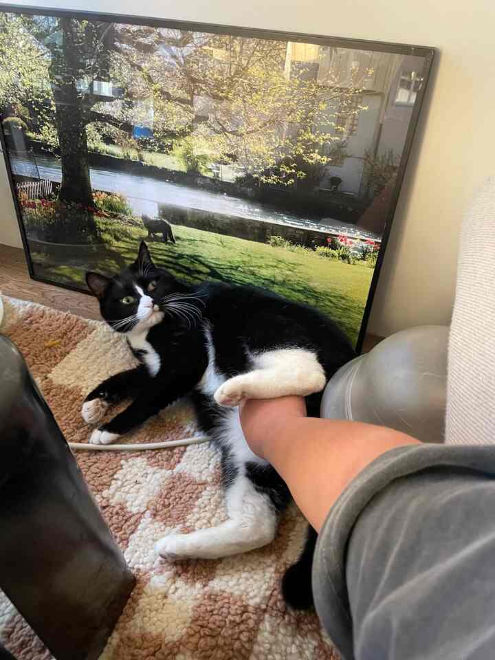 Cozy interior with beige and brown rug flooring, featuring a black and white cat holding a person's arm in a relaxed pose