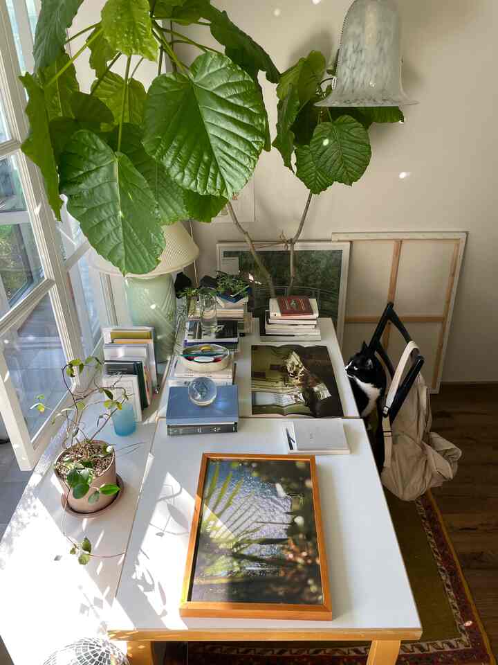 A white desk and wood tone floor in a home office space featuring large green plants and a black cat sitting on a chair in a natural atmosphere