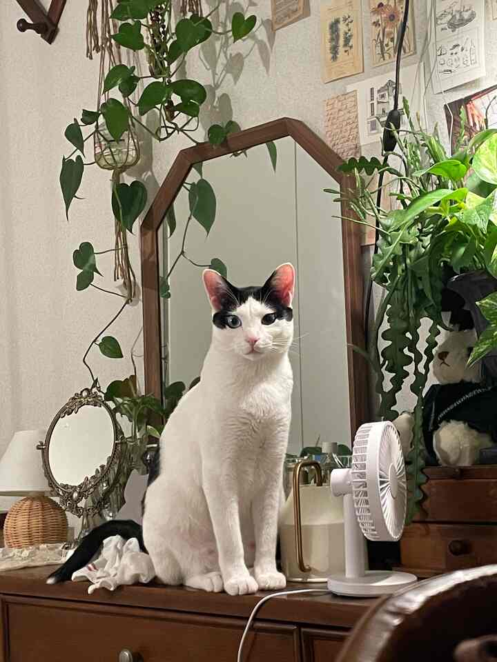 Natural wood tone and white modern bedroom vanity featuring a cat sitting center and abundant green plants creating a cozy atmosphere