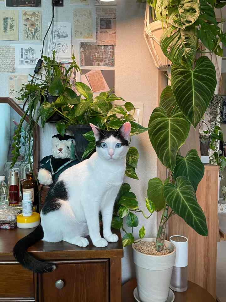 Bedroom vanity space featuring wood tones and green plants with a black-spotted white cat sitting on the dresser