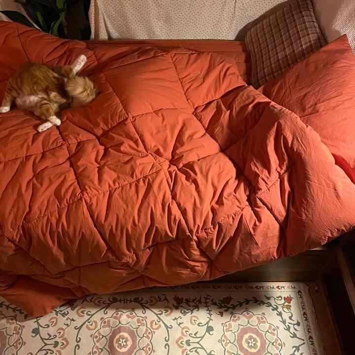 Warm orange-toned bedroom featuring a bed with pillows and a cat comfortably resting, creating a cozy atmosphere