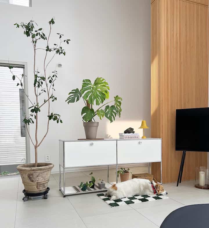 A living room with white walls and wood-tone slatted panels, featuring plants, white metal cabinet, and a dog resting on a green checkered rug in a simple interior