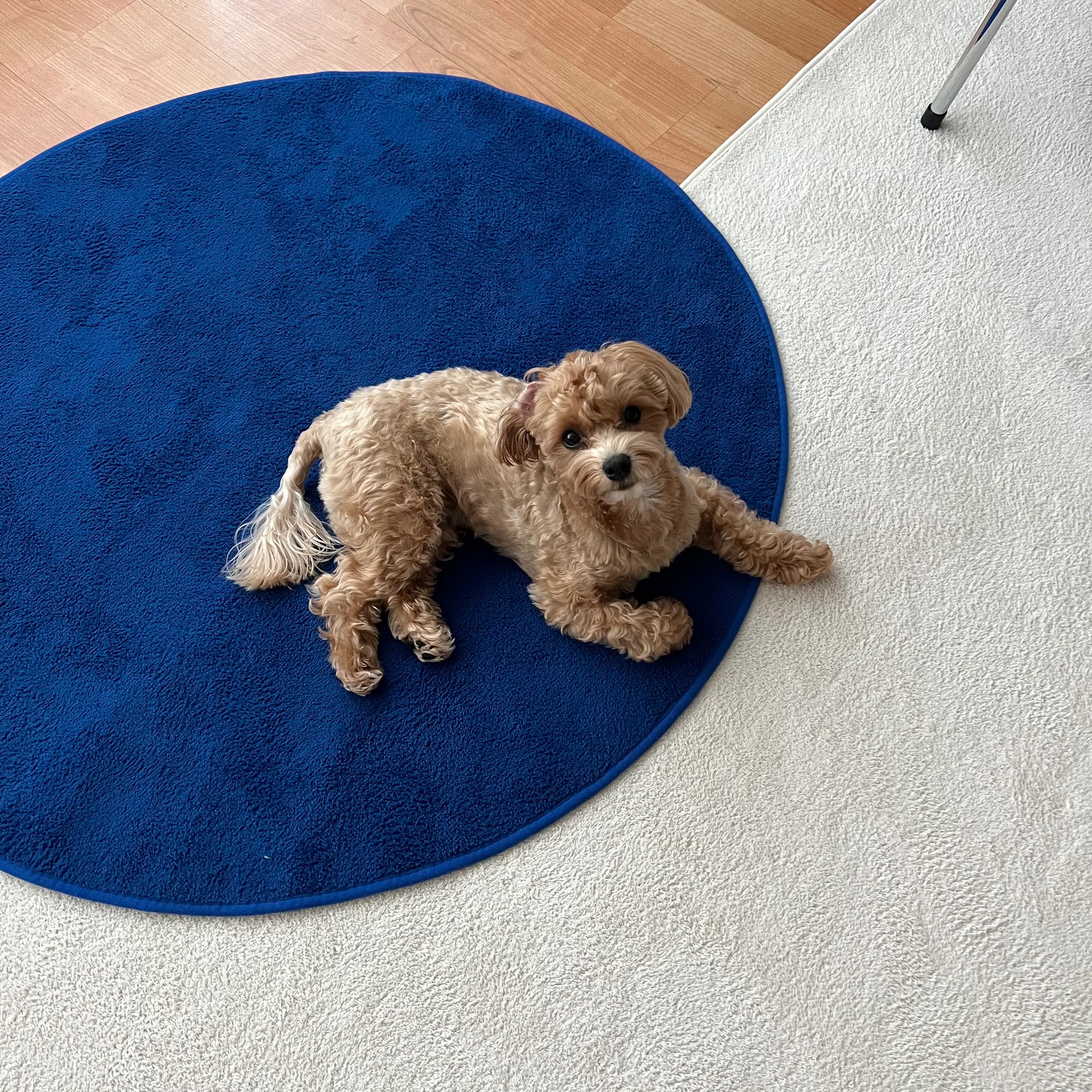 Pop Color Washable Round Rug user photo