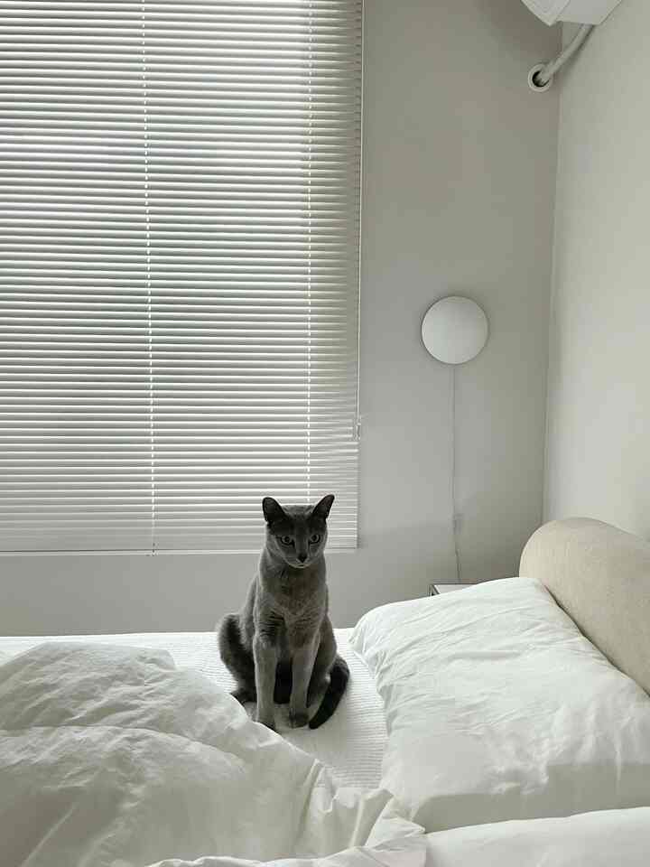 White-toned bedroom featuring white bedding and blinds, with a cat sitting centrally on the bed in a calm space