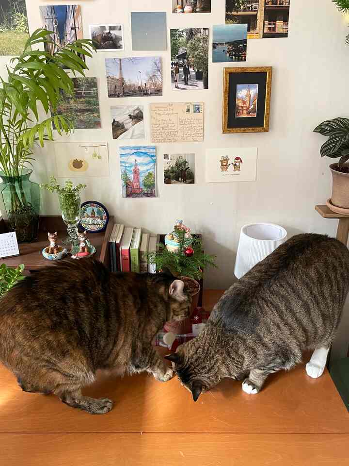 Natural wood tone room with two cats exploring a wooden desk, decorated with plants and small Christmas ornaments in a cozy studio apartment